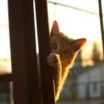 Hidden Beaches for Secluded Sunbathing