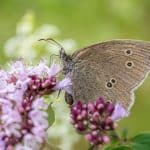 Gardening With Native Plants for Local Wildlife