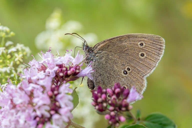 Gardening With Native Plants for Local Wildlife