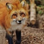 Leak detectors sending instant alerts to your phone