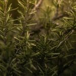 Cooking With Fresh Herbs From Your Garden