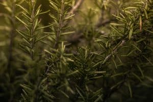 Cooking With Fresh Herbs From Your Garden
