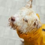 Pet Safety Tips for Every Season