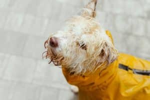 Pet Safety Tips for Every Season