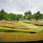 Community Gardens and Food Security