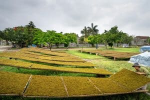 Community Gardens and Food Security