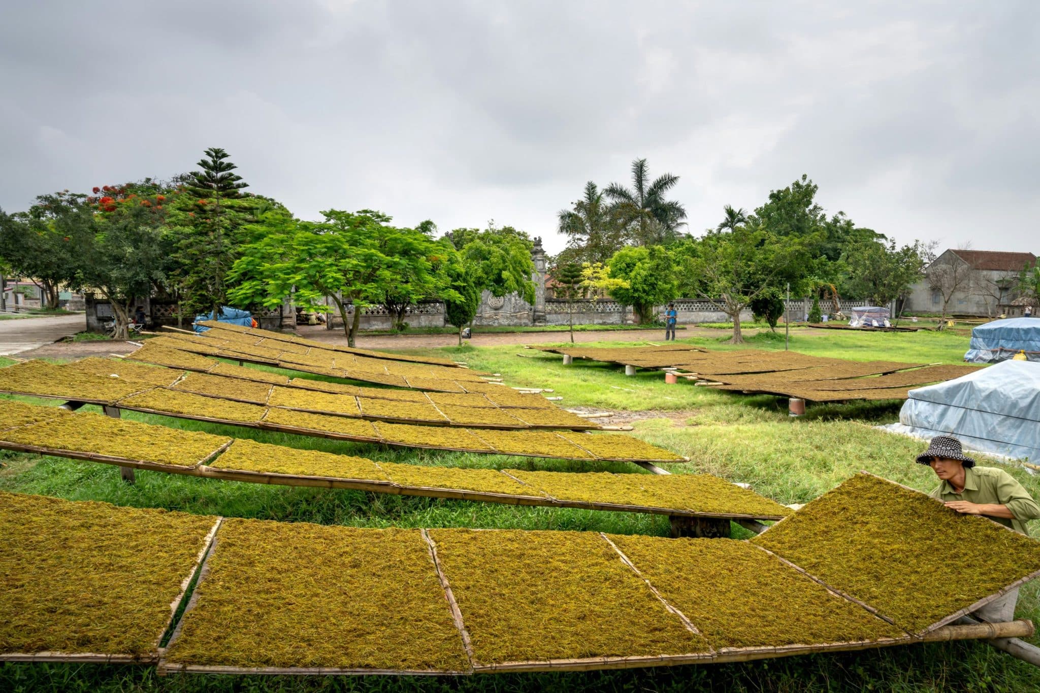 Community Gardens and Food Security