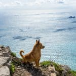 Pet-Friendly Travel Destinations