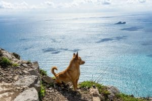 Pet-Friendly Travel Destinations