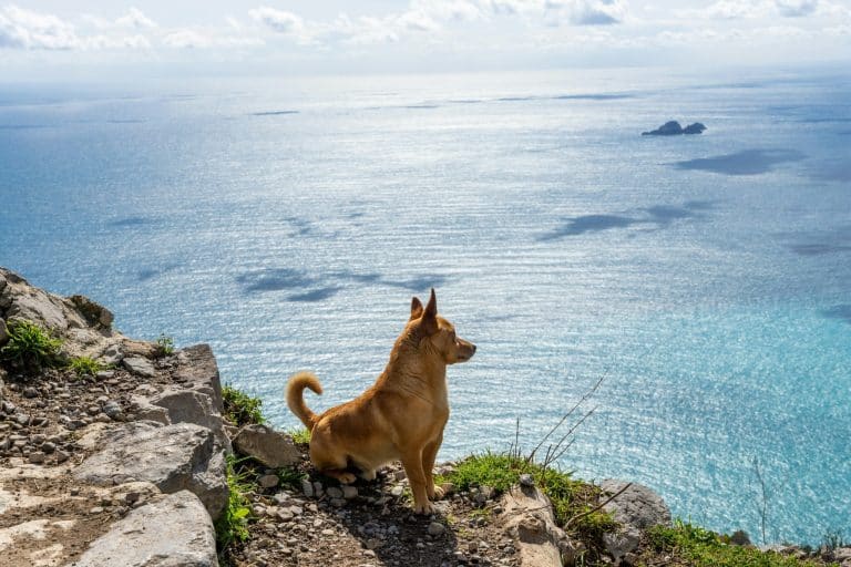Pet-Friendly Travel Destinations